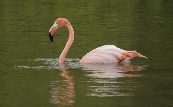 FL, Moreno Point Greater flamingo swimming